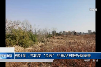 柳叶湖：荒地变