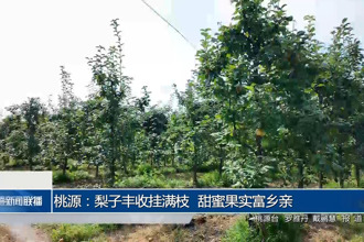 桃源：梨子丰收挂满枝 甜蜜果实富乡亲