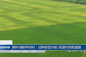 柳叶湖卸甲洲村:试种新型水稻 拓宽村民致富路