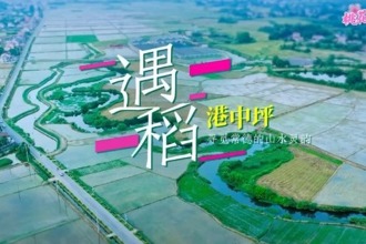 【鼎城】遇“稻”港中坪