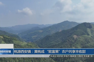 桃源西安镇：黄桃成 
