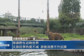 常德野生动物世界：文旅旺季热度不减 游客消费