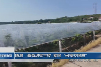 临澧：葡萄甜蜜丰收 奏响