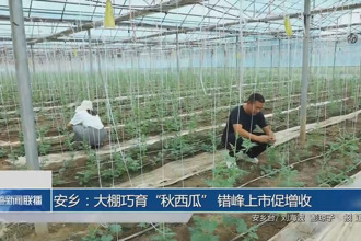 安乡：大棚巧育