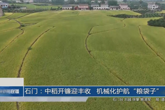 石门：中稻开镰迎丰收 机械化护航