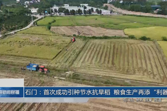石门：首次成功引种节水抗旱稻 粮食生产再添