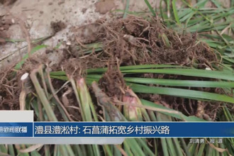 澧县澧淞村石菖蒲拓宽乡村振兴路