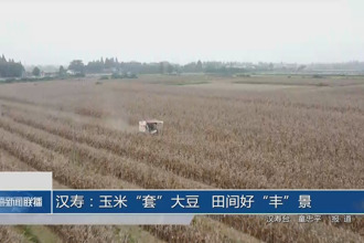 汉寿：玉米