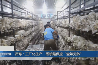 汉寿：工厂化生产 秀珍菇供应