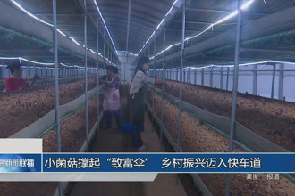 小菌菇撑起