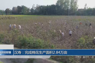 汉寿：完成棉花生产面积2.84万亩