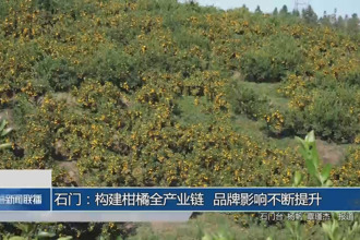 石门：构建柑橘全产业链 品牌影响不断提升
