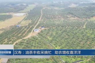 汉寿：油茶丰收采摘忙 助农增收喜洋洋