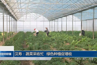 汉寿：蔬菜采收忙 绿色种植促增收