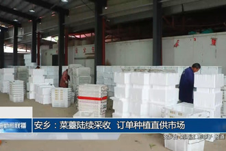 安乡：菜薹陆续采收 订单种植直供市场