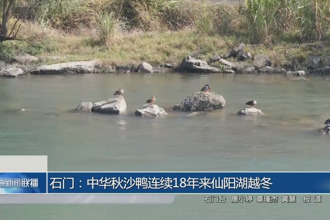 石门：中华秋沙鸭连续18 年来仙阳湖越冬