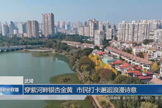 武陵：穿紫河畔银杏金黄 市民打卡邂逅浪漫诗意