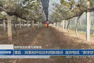 澧县：探索秸秆综合利用新路径 废弃物成