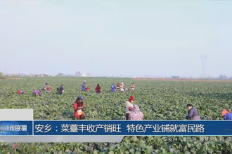 安乡：菜薹丰收产销旺 特色产业铺就富民路