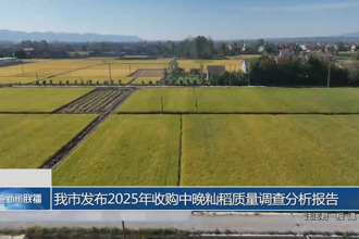 常德市发布2025年收购中晚籼稻质量调查分析报告
