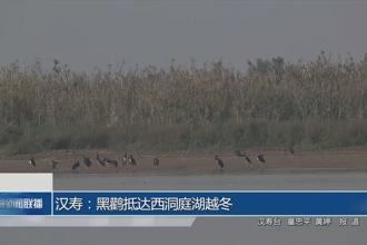 汉寿：黑鹳抵达西洞庭湖