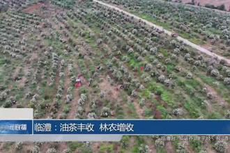 临澧：油茶丰收 林农增收