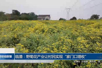 临澧：野菊花产业让村民实现