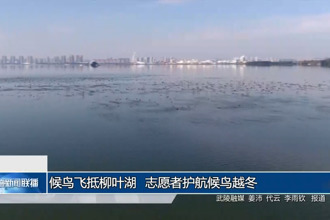 候鸟飞抵柳叶湖 志愿者护航候鸟越冬