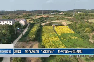 澧县：菊花成为