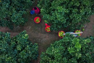 【临澧】香水柚