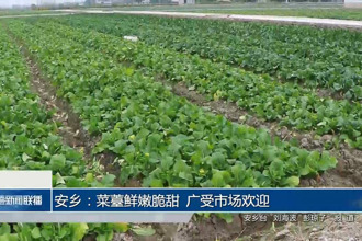 安乡：菜薹鲜嫩脆甜 广受市场欢迎
